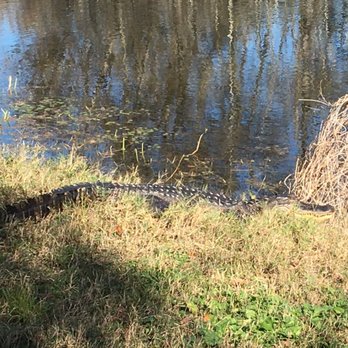 Brazos Bend State Park - Parks Near Me - Needville, Texas Brazos Bend State Park - Parks Near Me - Needville, Texas