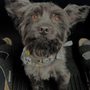Photo of Poodleland Dog Grooming