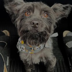 Poodleland Dog Grooming