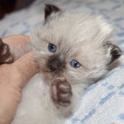 Siberian Pearl Cattery - Seal point, Colorpoint, Neva Masquerade Hypoallergenic kitten from our cattery.