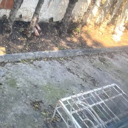 Clean backyard. You couldn't even see cement or ground anywhere Clean backyard. You couldn't even see cement or ground anywhere