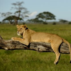Adventure Safari Network - Lioness in the stunning Serengeti plains.