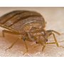 Photo of Bugs or Us Termite & Pest Control