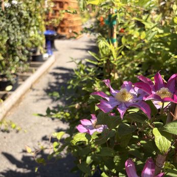 Sloat Garden Center - Nurseries & Gardening Near Me - Mill Valley, California Sloat Garden Center - Nurseries & Gardening Near Me - Mill Valley, California