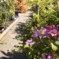 Sloat Garden Center