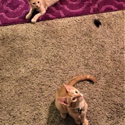 Sound Hound Pet Care Services - Kittens, Ginny and George playing during a 30 minute visit while mom was visiting family out of town.