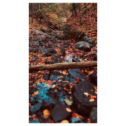 Westfield Falls