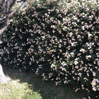 Lucero Tree Service - Before - Tree Services Near Me Lucero Tree Service - Before - Tree Services Near Me