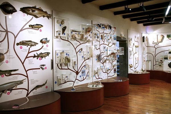 Muséum d'histoire naturelle Henri-Lecoq by null