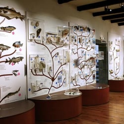 Muséum d'Histoire Naturelle Henri-Lecoq - Museum d'Histoire Naturelle Henri Lecoq