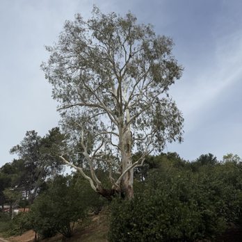 Domingo Landscaping - Eucaliptos trimming - Tree Services Near Me Domingo Landscaping - Eucaliptos trimming - Tree Services Near Me