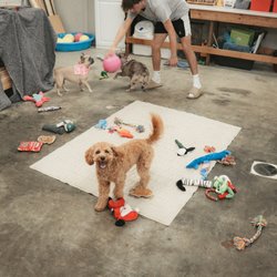 Pawsitively Posh Pet Resort