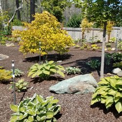 Sebright Gardens - Hosta collection in ground experiencing first summer after planting.