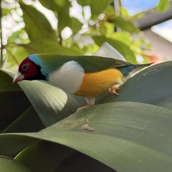 Butterfly World - Tropical bird - Botanical Gardens Near Me - Coconut Creek, Florida
