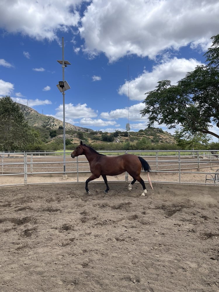 Heartland Equestrian Center Inc. - equestrian in Lakeside, CA
