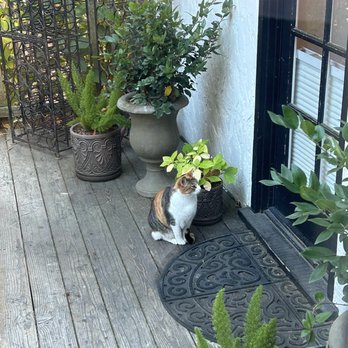 Candlelight Inn Napa Valley - Bed and breakfast kitty!!! - Bed & Breakfast Near Me - Napa, California Candlelight Inn Napa Valley - Bed and breakfast kitty!!! - Bed & Breakfast Near Me - Napa, California