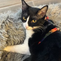 303 Animal Clinic - Kitten