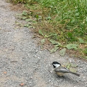 Lynde Shores Conservation Area - This place is basically chickadee central. - Parks Near Me - Whitby, Ontario Lynde Shores Conservation Area - This place is basically chickadee central. - Parks Near Me - Whitby, Ontario