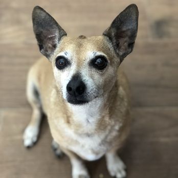 Winnetka Animal Clinic - My little guy - Veterinarians Near Me - Winnetka, California Winnetka Animal Clinic - My little guy - Veterinarians Near Me - Winnetka, California