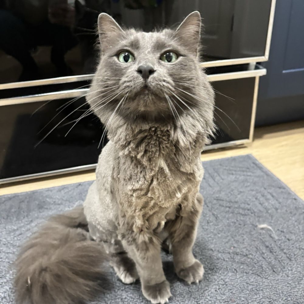 Clip N Clean - Pet Sitting Near Me - Tacoma, Washington