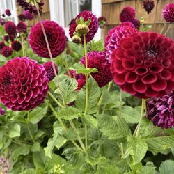 Twin Gables Bed & Breakfast Inn - Outside the Bed & Breakfast, beautiful Dahlias!