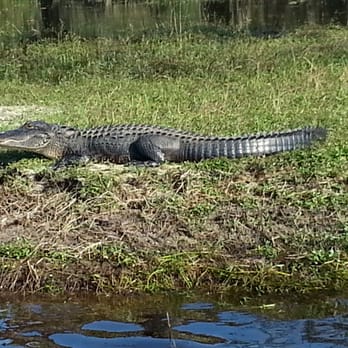 Peace River Airboat Tours - Yes, we really did see alligators on the Peace River Charters tour. KQ - Tours Near Me - Arcadia, Florida Peace River Airboat Tours - Yes, we really did see alligators on the Peace River Charters tour. KQ - Tours Near Me - Arcadia, Florida