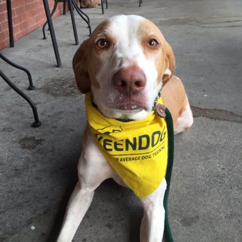 KeenDog - Down and stay outside Starbucks - Pet Training Near Me - Fort Mill, South Carolina