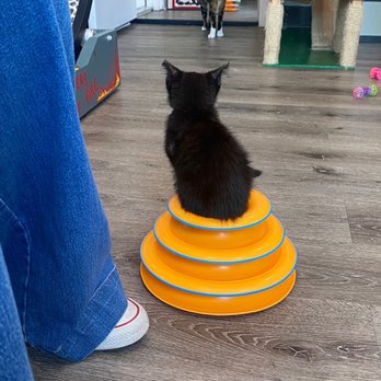 The Caffeinated Cat - Coffee & Tea Near Me - Jacksonville Beach, Florida The Caffeinated Cat - Coffee & Tea Near Me - Jacksonville Beach, Florida