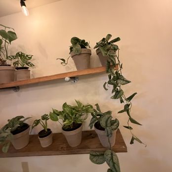 Roots Plants & Coffee - Coffee & Tea Near Me - New Orleans, Louisiana Roots Plants & Coffee - Coffee & Tea Near Me - New Orleans, Louisiana