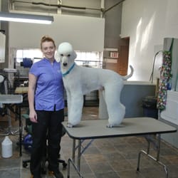Pawparazzi Dog Grooming - Pawparazzi Would like to introduce their head groomer Ashlee Kelly as well as her Standard Poodle Sawyer.