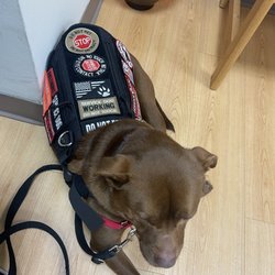 Mission Impawsible Dog Training - Marshall showing how well trained he has been.