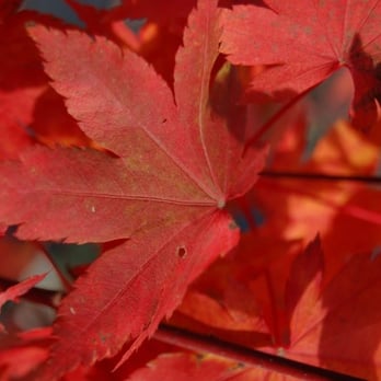 Kigi Nursery - Acer palmatum 'Herbstfeuer' Japanese Maple Tree - Nurseries & Gardening Near Me - Kelso, Washington Kigi Nursery - Acer palmatum 'Herbstfeuer' Japanese Maple Tree - Nurseries & Gardening Near Me - Kelso, Washington