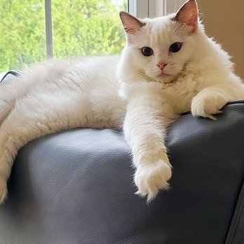 Rhetorical Ragdolls - Pet Breeders Near Me Rhetorical Ragdolls - Pet Breeders Near Me