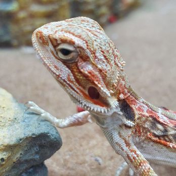 PetSmart - Pet Stores Near Me - Pembroke Pines, Florida