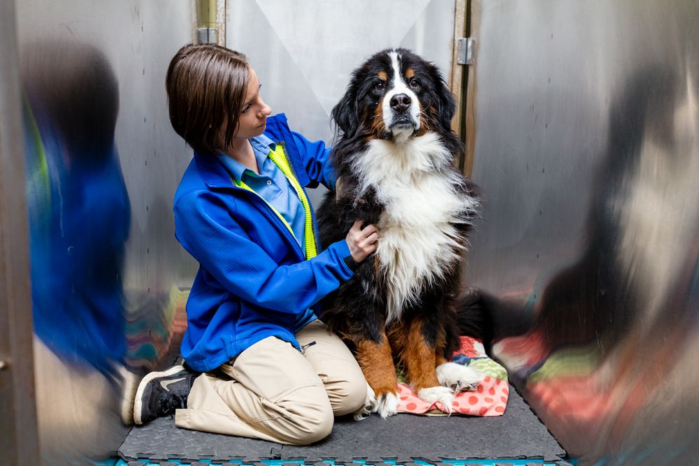 Care First Animal Hospital at Glenwood - pet boarding facility in Raleigh, NC
