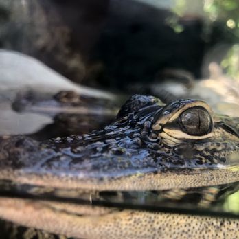 Florida Keys Aquarium Encounters - Aquariums Near Me - Marathon, Florida