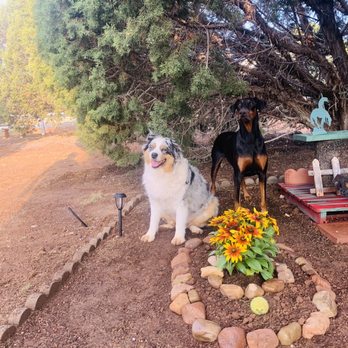Desert Veterinary Medical Specialist - Veterinarians Near Me - Gilbert, Arizona Desert Veterinary Medical Specialist - Veterinarians Near Me - Gilbert, Arizona