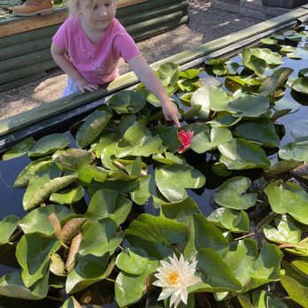 Dickson Brothers - Finding all the water lilies that are blooming - Pool & Hot Tub Service Near Me - Mesquite, Texas