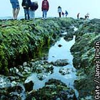 Fitzgerald Marine Reserve - Walking through the Tidepools - Parks Near Me - Moss Beach, California Fitzgerald Marine Reserve - Walking through the Tidepools - Parks Near Me - Moss Beach, California