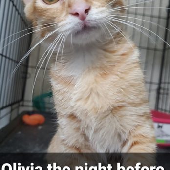 Long Island Animal Surgery - Veterinarians Near Me - Patchogue, New York Long Island Animal Surgery - Veterinarians Near Me - Patchogue, New York