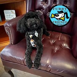Furry Friends - Full and partial grooming