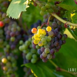 7 Vines Vineyard