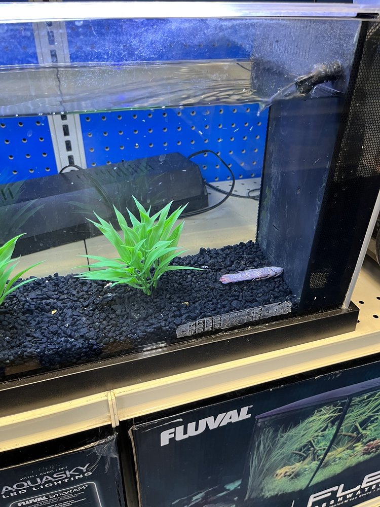 Pet Supermarket Image