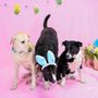 Photo of Caring Paws Doggie Day Care