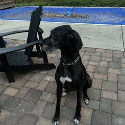 Doggy waiting on her walk! Doggy waiting on her walk!
