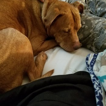 SPCA Florida - My fur baby Beau - Animal Shelters Near Me - Lakeland, Florida SPCA Florida - My fur baby Beau - Animal Shelters Near Me - Lakeland, Florida
