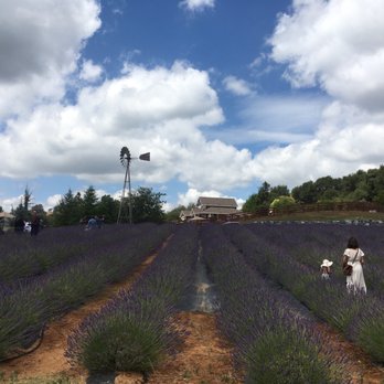 Newcastle Lavender Farms - Attraction Farms Near Me - Newcastle, California Newcastle Lavender Farms - Attraction Farms Near Me - Newcastle, California