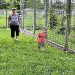 Summerfield Zoo - Great safe place to let the three year old lead the way