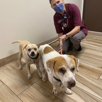 All Creatures Care Cottage - Veterinarians Near Me - Costa Mesa, California All Creatures Care Cottage - Veterinarians Near Me - Costa Mesa, California