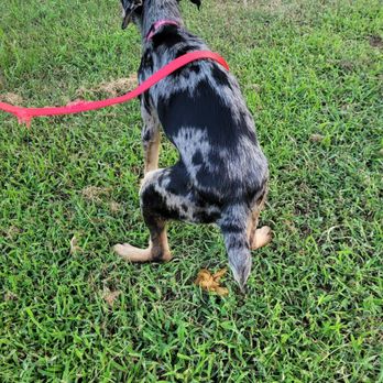 Foxy Roxys Doggy Day Out - Pet Training Near Me - Austin, Texas Foxy Roxys Doggy Day Out - Pet Training Near Me - Austin, Texas